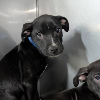 Barrel -  Black Labrador Retriever Dog for Adoption in Jefferson City, Tennessee - Barrel | PetCurious