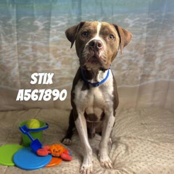 Pit Bull Terrier and Mixed Breed Dogs Available for Adoption - STIX | PetCurious