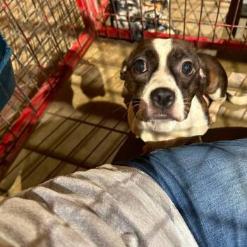 Verla -  Terrier Dog for Adoption in Madill, Oklahoma - Verla | PetCurious