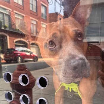 Billy -  Mixed Breed Dog for Adoption in Philadelphia, Pennsylvania - Billy | PetCurious