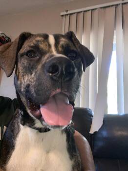 Rescue Plott Hound Dogs for Adoption in New Kensington, Pennsylvania - Jasper | PetCurious