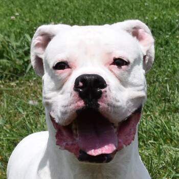 Rescue Boxer Dogs for Adoption in Auburn, Nebraska - Rookie | PetCurious