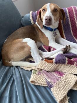 Beagle Dogs Available for Adoption - Todd | PetCurious