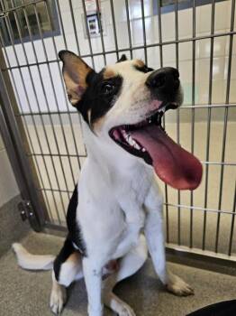 Pit Bull Terrier and Husky Dogs Available for Adoption in Auburn, California - A345777 | PetCurious