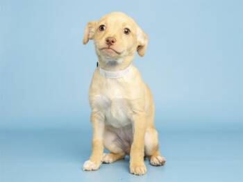 BROWN -  Chihuahua Dog for Adoption in Phoenix, Arizona - BROWN | PetCurious