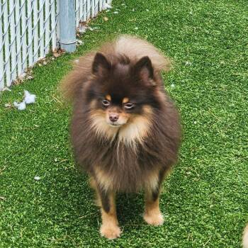 Shadow -  Pomeranian and None Dog Available for Adoption in Bedford, New Hampshire - Shadow | PetCurious