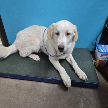 Great Pyrenees and Mixed Breed Dogs Available for Adoption in Graham, Texas - Whisper | PetCurious