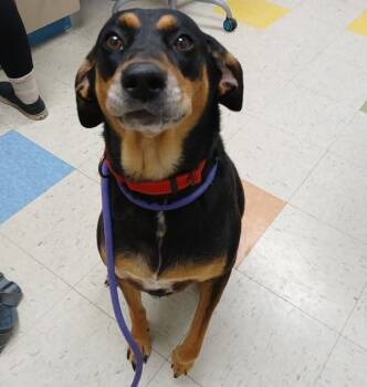 Oona -  Redbone Coonhound Dog for Adoption in Sioux City, Iowa - Oona | PetCurious