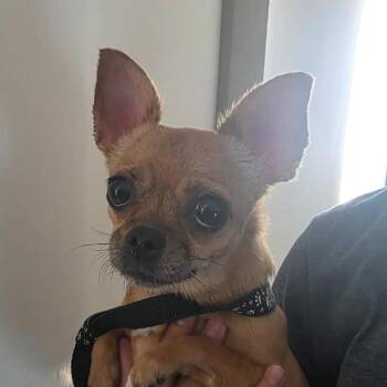 Barbie -  Chihuahua Dog for Adoption in Bernalillo, New Mexico - Barbie | PetCurious