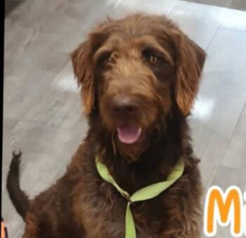 Milo doodle -  Labrador Retriever and Poodle Dog for Adoption in Thompson Falls, Montana - Milo Doodle | PetCurious