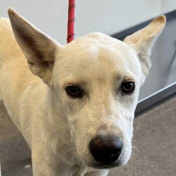 Rescue Mixed Breed Dogs for Adoption in Las Cruces, New Mexico - 99011 | PetCurious
