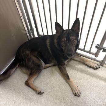 Rescue German Shepherd Dog Dogs for Adoption in Ashland, Ohio - Kaiser | PetCurious