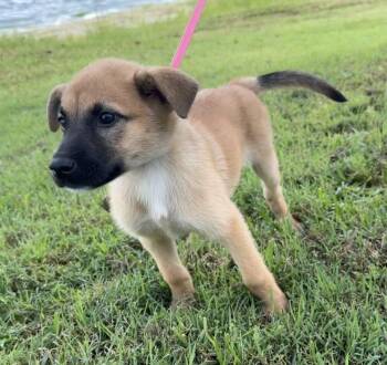Mandy -  Labrador Retriever and Shepherd Dog for Adoption in Clearwater, Florida - Mandy | PetCurious
