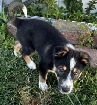 Rescue Shepherd and Beagle Dogs for Adoption in Dover, Arkansas - Leon - N | PetCurious