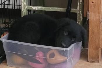 Reggie -  Labrador Retriever and Australian Shepherd Dog for Adoption in Austin, Texas - Reggie | PetCurious