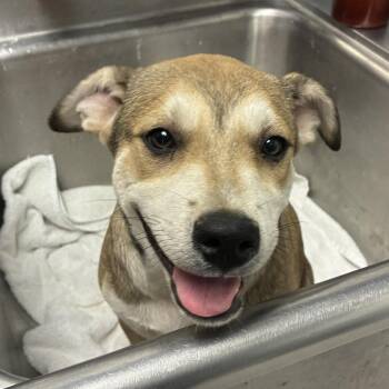 Sophie -  Anatolian Shepherd Dog for Adoption in Birmingham, Alabama - Sophie | PetCurious