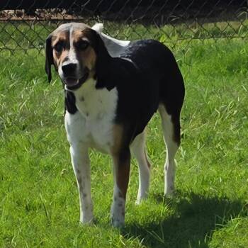 Alva -  Hound Dog for Adoption in Chatham, Virginia - Alva | PetCurious