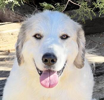 Rescue Great Pyrenees and Australian Shepherd Dogs for Adoption in North Valley, New Mexico - Whimsical Ms Whitney ~ Aussie Pyr ! | PetCurious