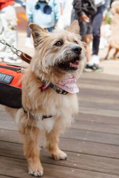 Terrier and Jindo Dogs Available for Adoption in San Jose, California - Somi | PetCurious