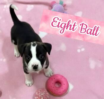 Eight ball -  Labrador Retriever Dog for Adoption in Ringwood, New Jersey - Eight Ball | PetCurious