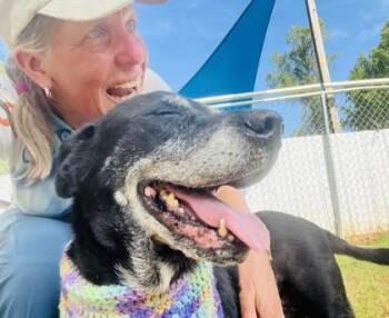 Grammy $25 -  Labrador Retriever and Mixed Breed Dog for Adoption in Seneca, South Carolina - Grammy $25 | PetCurious