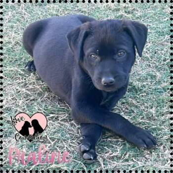 Black Labrador Retriever Dogs Available for Adoption - Praline | PetCurious