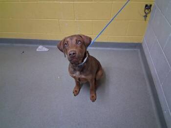 Pit Bull Terrier and Mixed Breed Dogs Available for Adoption in Colorado Springs, Colorado - GORDON | PetCurious