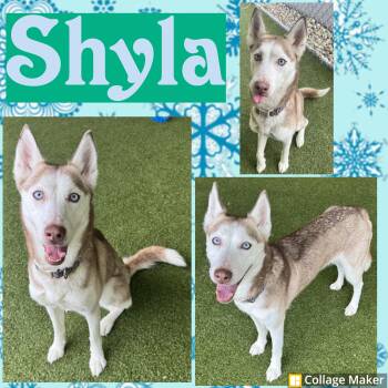 Shyla -  Husky Dog for Adoption in Clearfield, Pennsylvania - Shyla | PetCurious