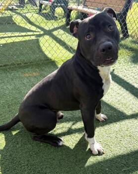 ONYX -  Mixed Breed Dog for Adoption in Columbia, South Carolina - ONYX | PetCurious