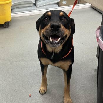 Zeus -  Rottweiler and Mixed Breed Dog for Adoption in Westminster, California - Zeus | PetCurious