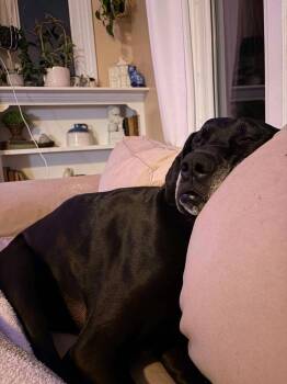 Mavis aka Gracie -  Great Dane Dog Available for Adoption - Mavis Aka Gracie | PetCurious
