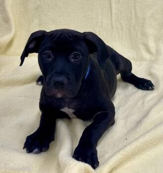 Ruth -  Pit Bull Terrier and American Bulldog Dog for Adoption in Jamestown, California - Ruth | PetCurious