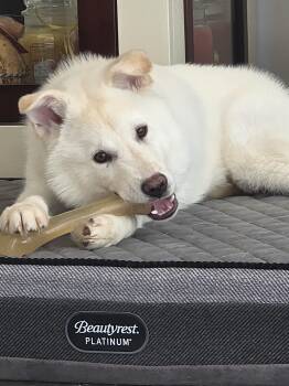 RACCOON -  Jindo Dog for Adoption in Johns Creek, Georgia - RACCOON | PetCurious