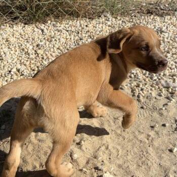 Lavender -  Yellow Labrador Retriever and Retriever Dog for Adoption in Sanford, North Carolina - Lavender | PetCurious