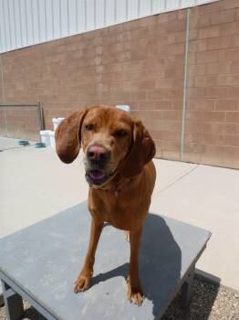 Delilah GRADUATES CAGED TO SAVES AUGUST 19TH -  Hound Dog for Adoption in Rawlins, Wyoming - Delilah GRADUATES CAGED TO SAVES AUGUST 19TH | PetCurious