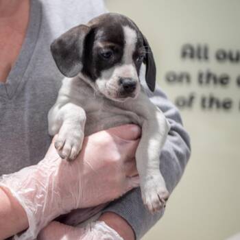 Pie Puppies: Bourbon Pecan -  Beagle Dog for Adoption in Washington, District Of Columbia - Pie Puppies: Bourbon Pecan | PetCurious