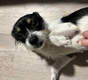Chihuahua Dogs Available for Adoption in Wekiwa Springs, Florida - Wilhelmina | PetCurious