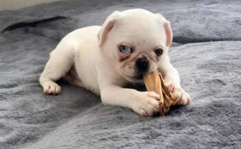 Jovi -  Pug Dog for Adoption in Mount Pleasant, South Carolina - Jovi | PetCurious