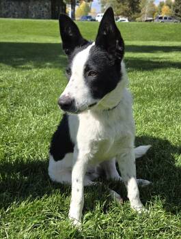 Rescue Border Collie and Australian Cattle Dog Blue Heeler Dogs for Adoption in Pinedale, Wyoming - Wiaka | PetCurious