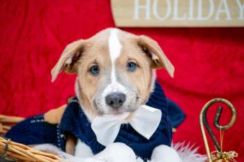 Rescue Terrier Dogs for Adoption in Sevierville, Tennessee - Chief Bogo | PetCurious