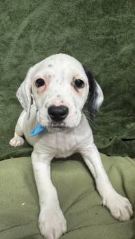 Beagle Dogs Available for Adoption in Knoxville, Tennessee - Bishop | PetCurious