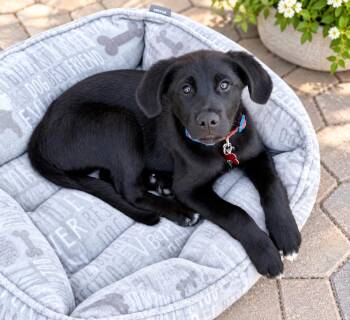Jett -  Border Collie and Labrador Retriever Dog for Adoption in Las Vegas, Nevada - Jett | PetCurious