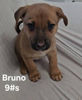 German Shepherd Dog Dogs Available for Adoption - Bruno | PetCurious