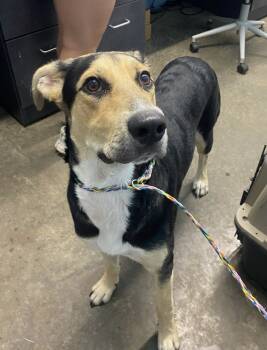 Rescue Hound Dogs for Adoption in Evansville, Indiana - Goofy | PetCurious