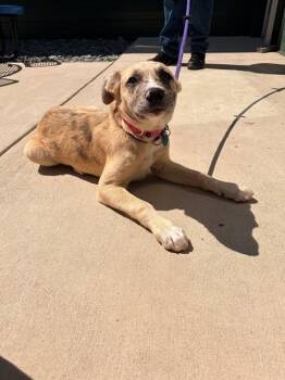 Labrador Retriever and Mixed Breed Dogs Available for Adoption in Leesburg, Virginia - ROSE | PetCurious