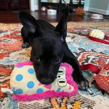 Remi with the cute ears -  Mixed Breed Dog for Adoption in Savannah, Georgia - Remi With The Cute Ears | PetCurious
