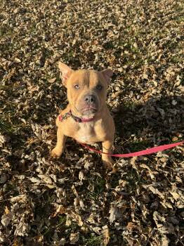Rescue American Bully Dogs for Adoption in Waterloo, Iowa - Miley | PetCurious