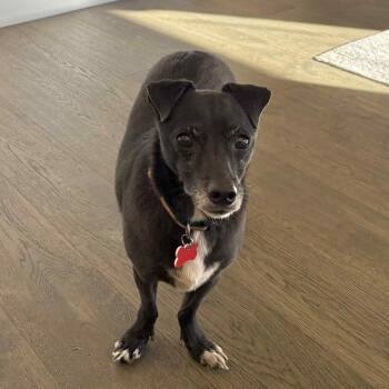 Rescue Chihuahua and Dachshund Dogs for Adoption in Boulder, Colorado - James | PetCurious