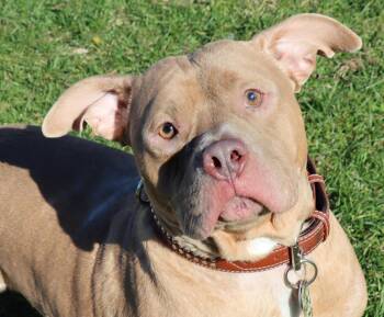 Rescue Pit Bull Terrier Dogs for Adoption in Euclid, Ohio - Loki | PetCurious