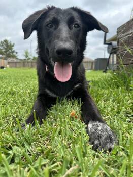 Labrador Retriever and Shepherd Dogs Available for Adoption in Brookshire, Texas - Jetti | PetCurious